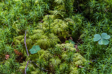 苔の森