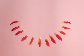 pink flower on a pink background. female health concept. A reference to tenderness, care and kindness. Smiley.