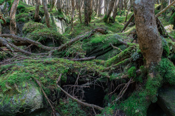 苔の森