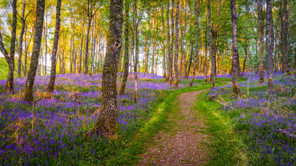 Path through forest covered with bluebells