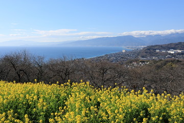 菜の花の風景