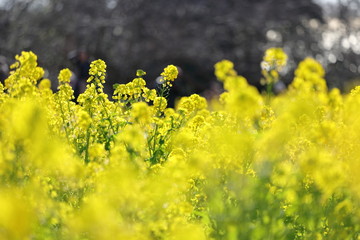 菜の花の風景