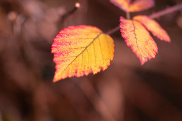autumn leaves on golden hour