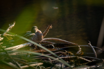 Duck mallard fly autumn nature action life wild