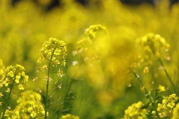 菜の花の風景