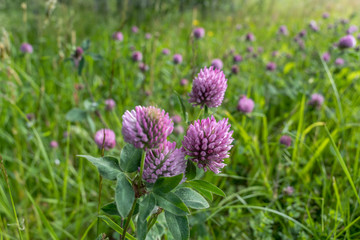 red clover flower, near Stamsund, Lofoten, Norway