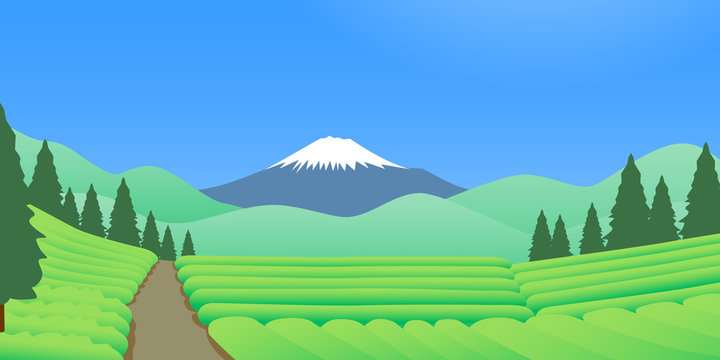 晴天の富士山を望む新茶の頃の茶畑