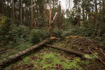 台風で木が倒れている森林①