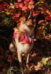 German shepherd in the autumn forest