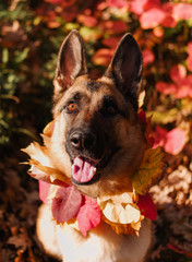 German shepherd in the autumn forest