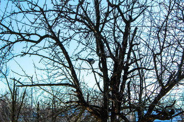 silhouette of tree with blue sky in background