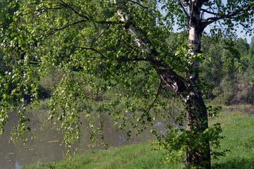 A beautiful birch tree leaned on the shore of a forest lake