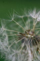 Macro photography of a overblown dandelion on a green background