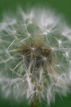 Common dandelion on a green background. Macro shot
