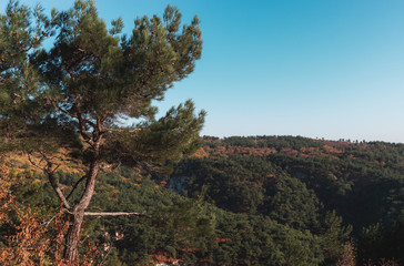  pine on the background of the autumn forest