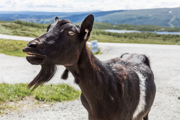 Ziege im Jotunheimen Nationalpark in Norwegen