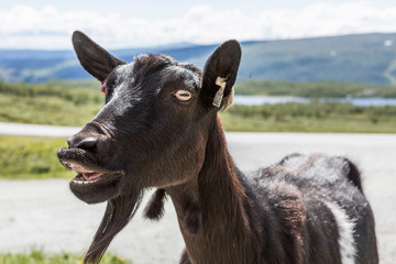 Ziege im Jotunheimen Nationalpark in Norwegen
