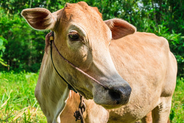 Obraz na płótnie Canvas A cow's head close-up