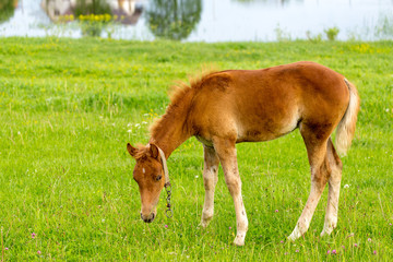 Naklejka na ściany i meble A foal on a shore of a country pond grazing in a lush green grass. Authentic farm series.