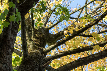 Buchen im Herbst. Blauer Himmel im Hintergrund