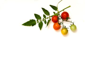 Ripe Fresh Cherry Tomatoes on Isolated on White Background