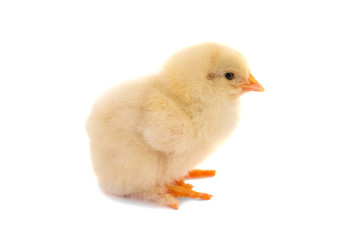 Cute little chicken isolated on white background.