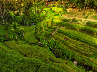 View of Tegalalang Rice Terrace, Bali
