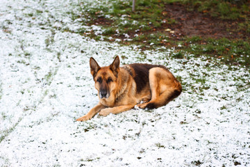 Beautiful German shepherd sitting on white plain snow on a cold winter day. Shot taken in small countryside city house garden.