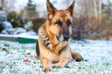 Beautiful German shepherd sitting on white plain snow on a cold winter day. Shot taken in small countryside city house garden.