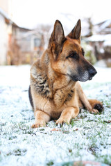 Beautiful German shepherd sitting on white plain snow on a cold winter day. Shot taken in small countryside city house garden.