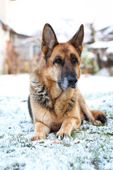 Beautiful German shepherd sitting on white plain snow on a cold winter day. Shot taken in small countryside city house garden.