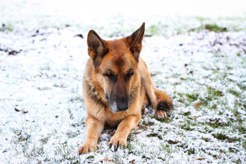 Beautiful German shepherd sitting on white plain snow on a cold winter day. Shot taken in small countryside city house garden.