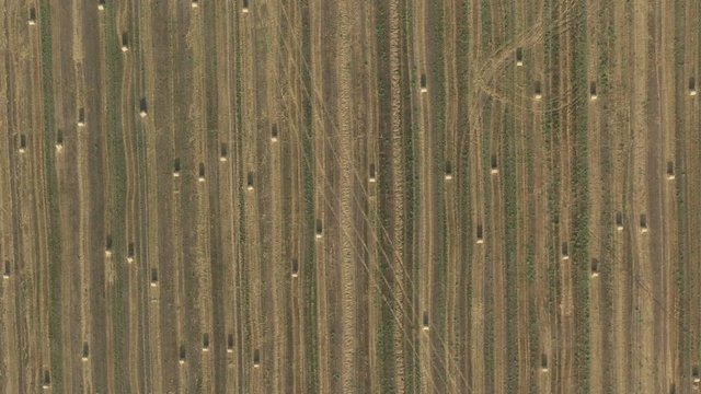 Rows of harvested wheat bales from above 4K video