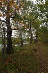 Obraz premium autumn city. autumn forest, sky, clouds, forest