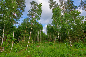 Sunny european forest landscape on a summer day with green trees