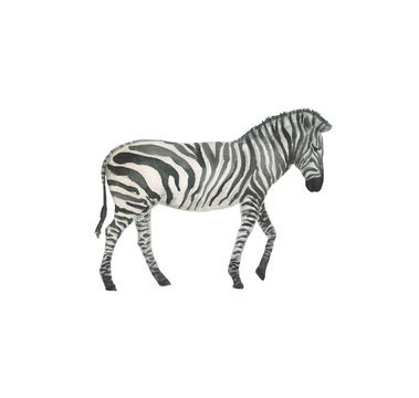 Watercolor painting a zebra isolated on white