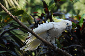 white and yellow bird