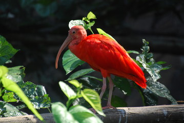 red wird