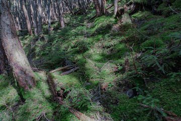 苔の森