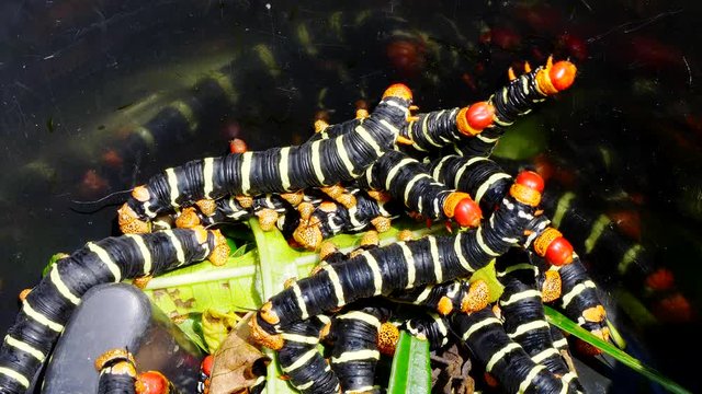 Several Red Head Caterpillar eating plant leaves trapped in a bucket