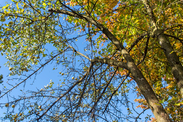 Laubbäume im Herbst. Äste gegen blauen Himmel