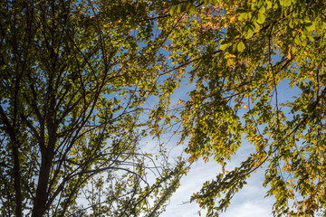 Laubbäume im Herbst. Äste gegen blauen Himmel