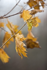 autumn city. autumn forest, sky, clouds, forest