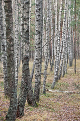 Fototapeta premium autumn city. autumn forest, sky, clouds, forest