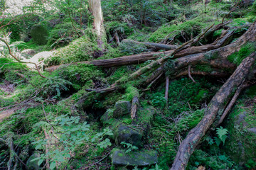 苔の森