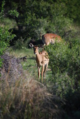 female springbok