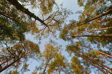 Sunny european forest landscape on a summer day with green trees