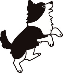 Outlined Border Collie jumping side view