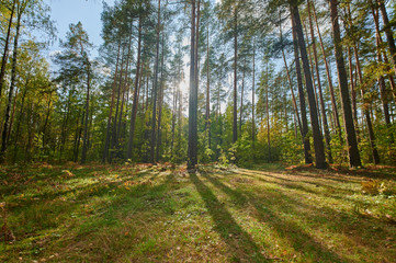 Sunny european forest landscape on a summer day with green trees