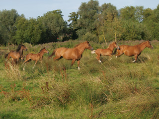 Running Horses